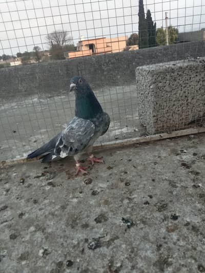 tdy kamgar golden  fwrozipuri