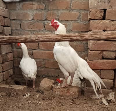 18 eggs for sale ha es pair kay