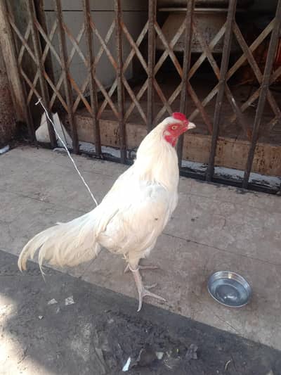 aseel mianwali Hira white pattha