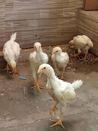 German o white shamo 5 chicks for sale, mobile no 03214272302