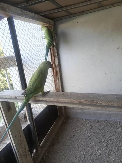 green parrots for sale