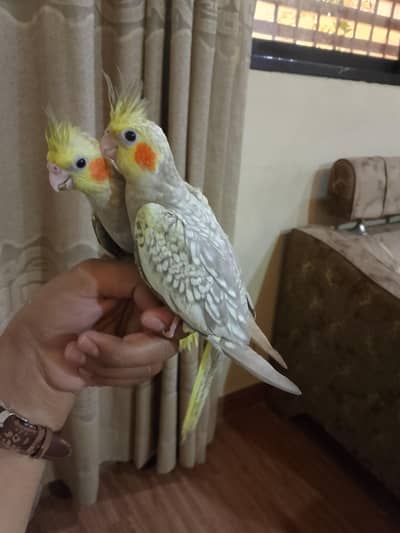 Cocktail cream pearl hand tame 0/3/1/6/0/2/7/8/4/6/2