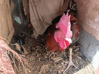 desi murgha + fischer male + mithu green parrot male