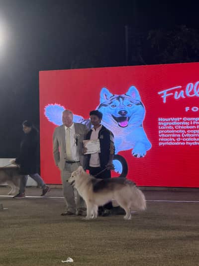 Stud available for cross