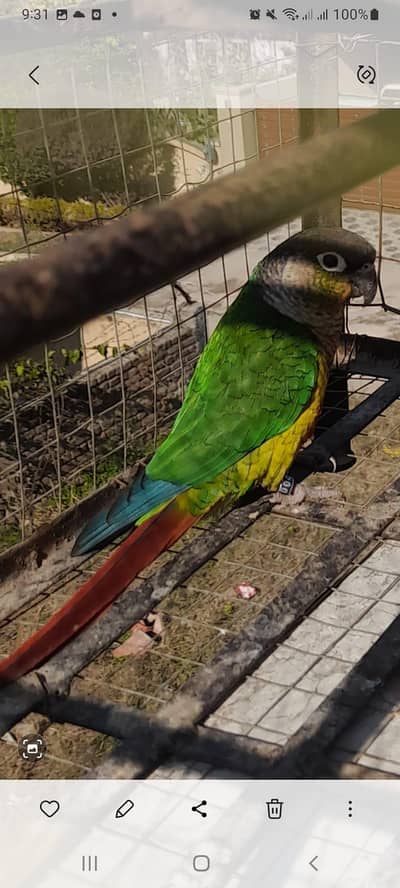 green cheeked conure