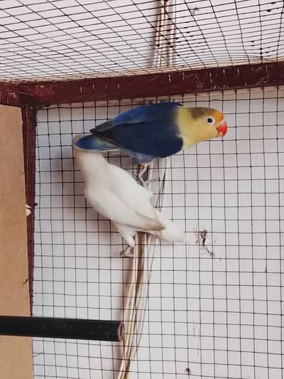 love bird pair