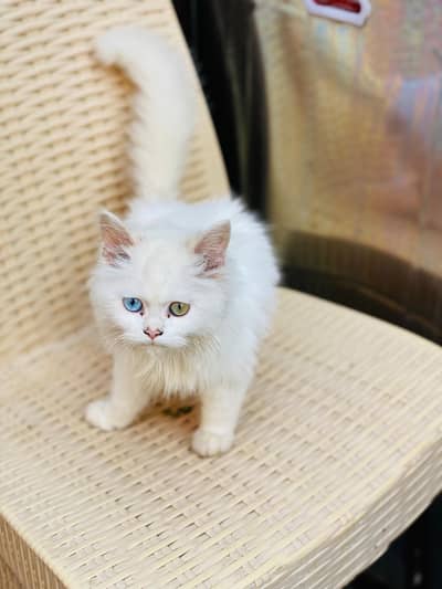 6 Months Old Double Eyes Kitten One Eye Blue And Second Is Yellow