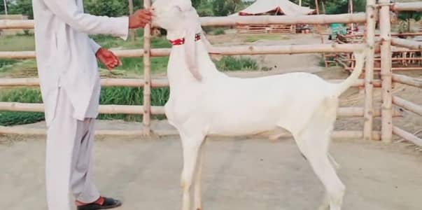 Bakra for sale qurbani ke liye call me_""03033477978