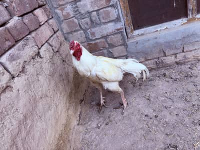 Aseel heera for sale