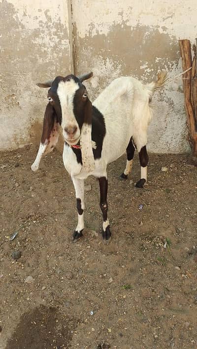 Bakra/Bakriyan For Sale