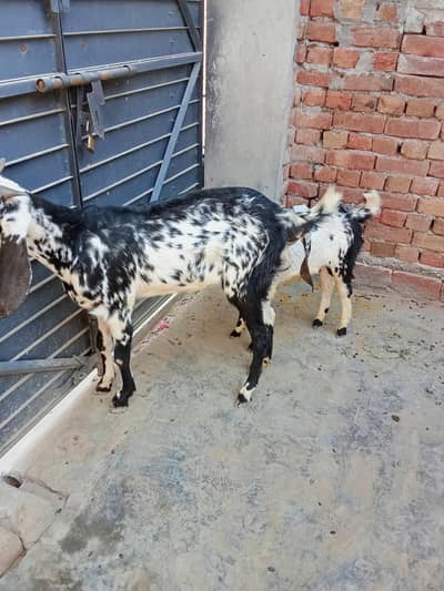 bakri aur sath mail bacha