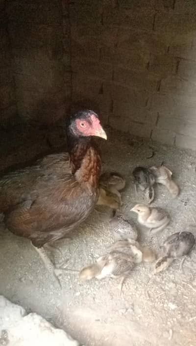 Pure Aseel chicks for sale