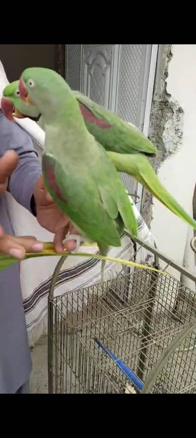raw parrot