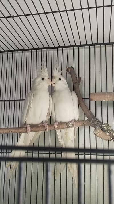 cockatoo parrots pair for sale