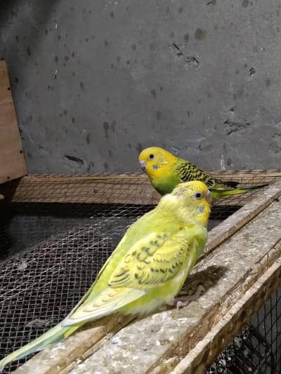 پٹھے فورسیل