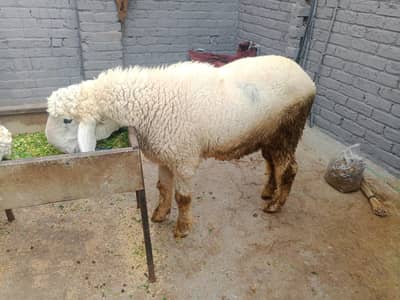 assalamualaikum AK chtra mashallah boht khoob surat ha AK bhar sath ma