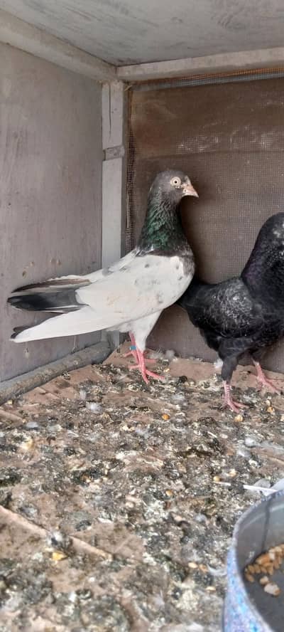 Teddy Male or Perwazi bache for sale