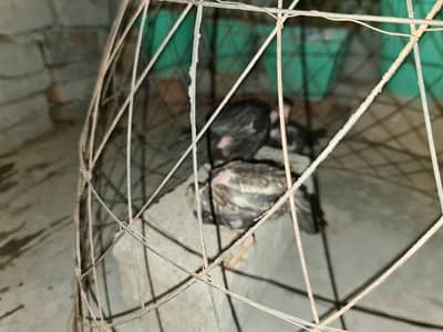 aseel chiks mushky+ teela/03175648546