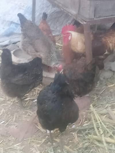 Desai hens