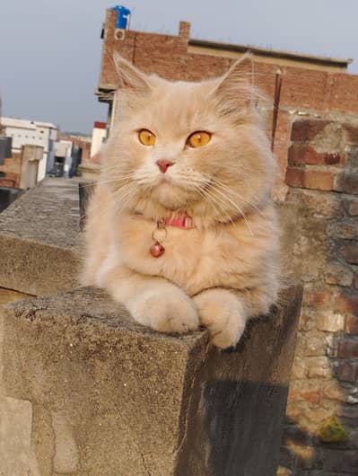 Beautiful cats pair for adoption