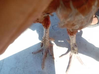 Mianwali mein malipur male han sindh female hai