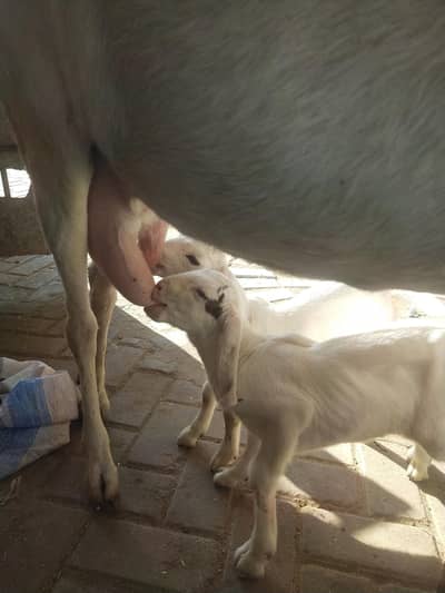 rajan pori bakri 2. male bache 3 din k  03122535511