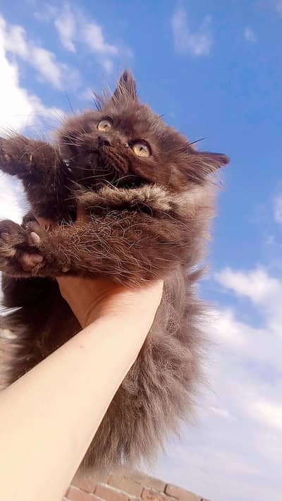 kitten are 3 month old and mother is 2 year complete in June .