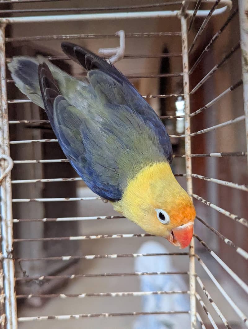 PARBLUE OPLINE SPLIT PALEFALLOWS 1