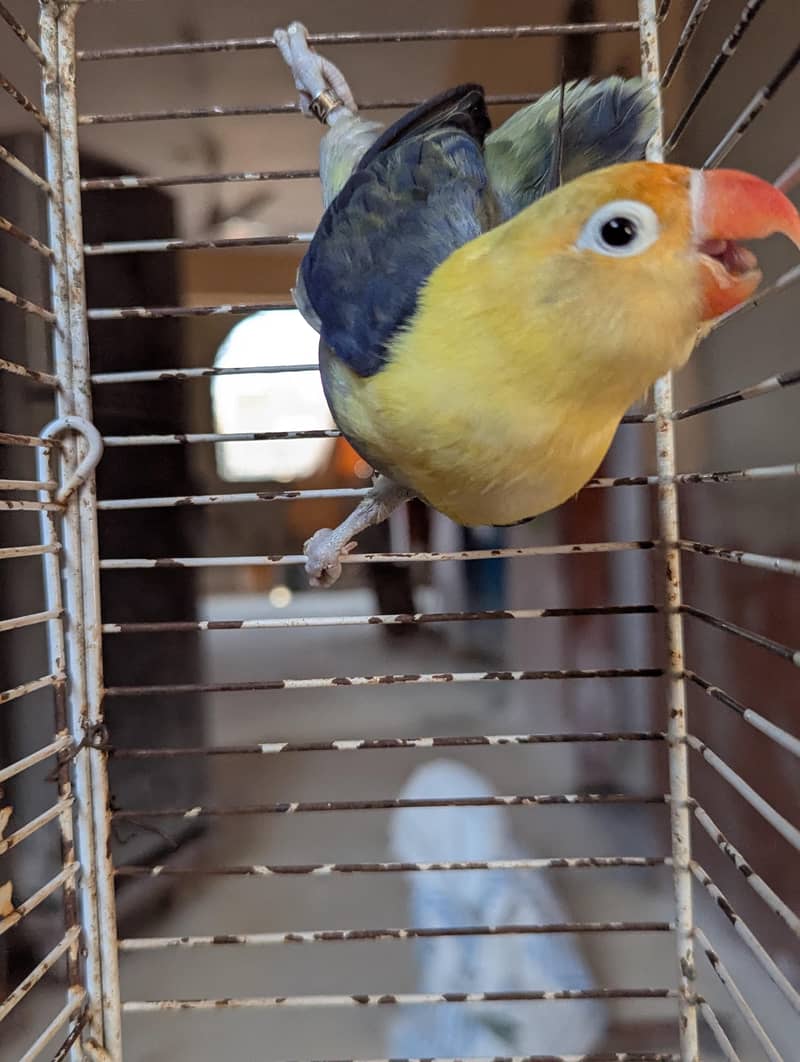 PARBLUE OPLINE SPLIT PALEFALLOWS 2