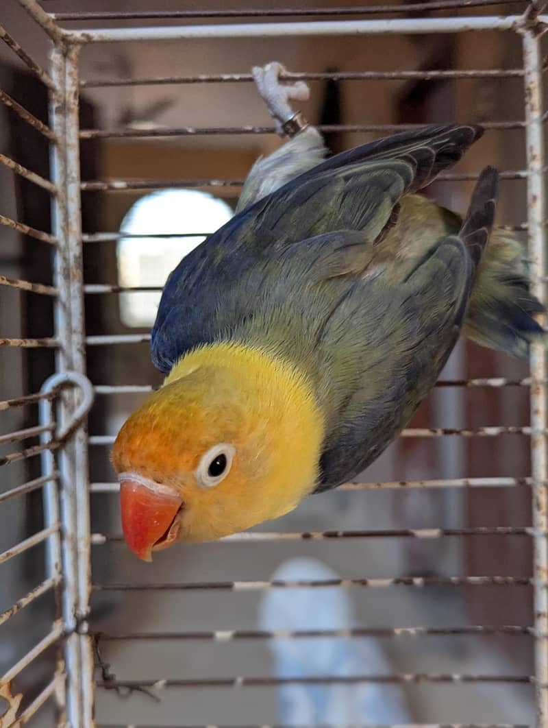 PARBLUE OPLINE SPLIT PALEFALLOWS 3