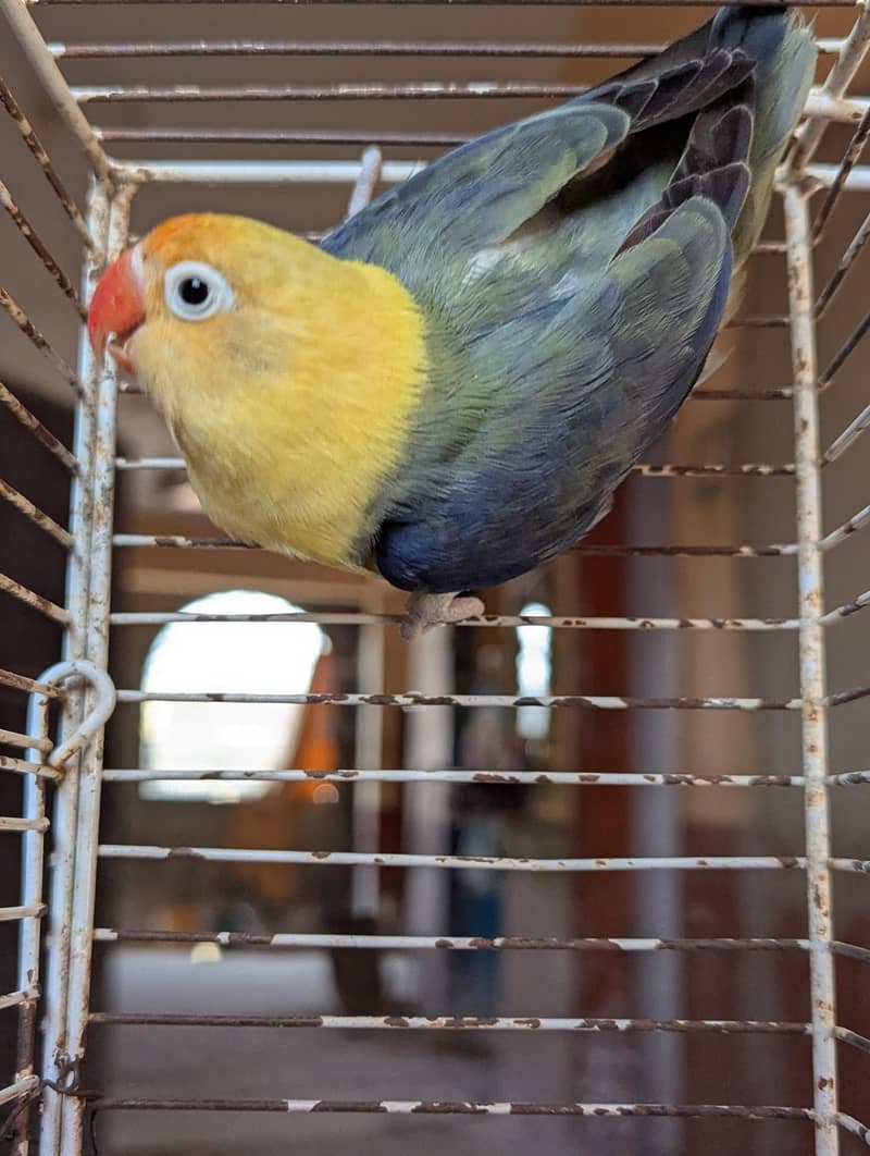 PARBLUE OPLINE SPLIT PALEFALLOWS 5