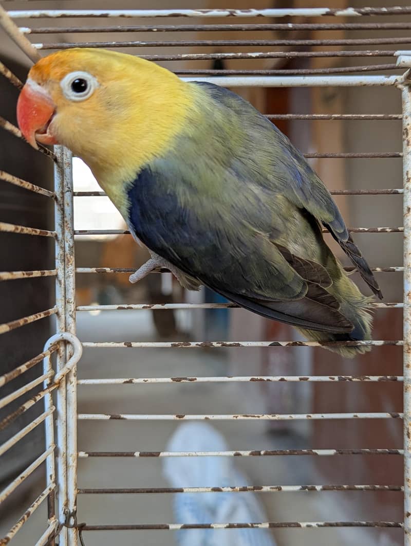 PARBLUE OPLINE SPLIT PALEFALLOWS 6