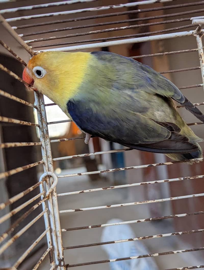 PARBLUE OPLINE SPLIT PALEFALLOWS 7