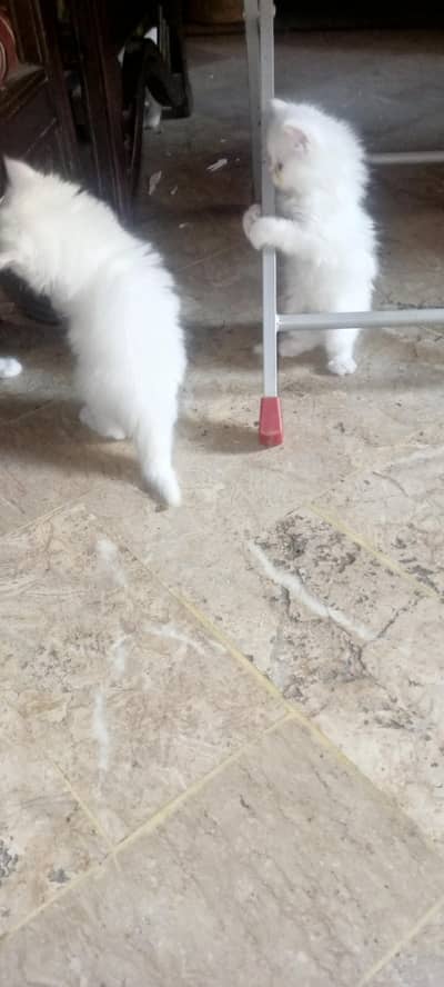 "Beautiful White Kittens, Playful and Loving Companions for Sale".