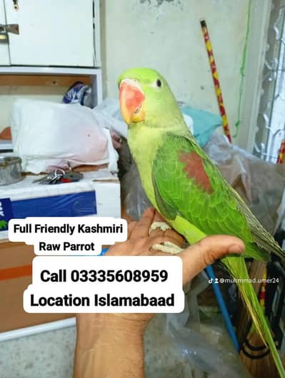 Hand Tamed Full Friendly Beautiful Kashmiri Raw Parrot