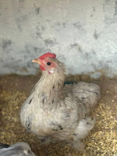 bantum moulted egg for seal