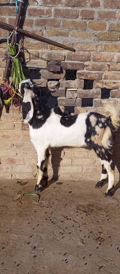 Bakra