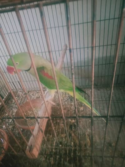 raw parrot male talking and breeder