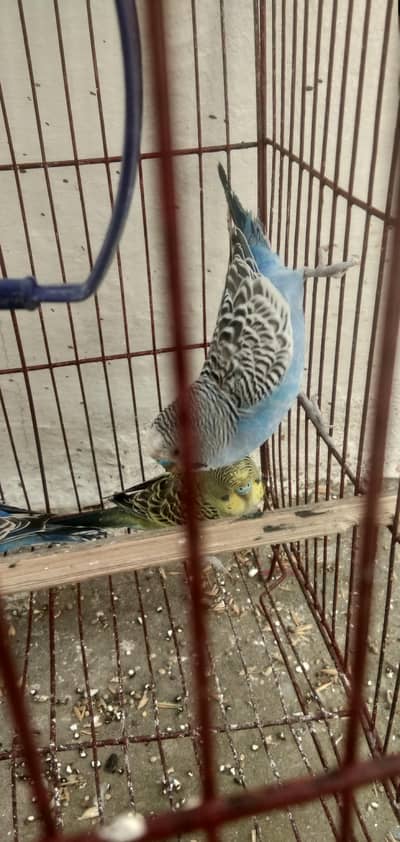 astrelin protes pr pece 5oo