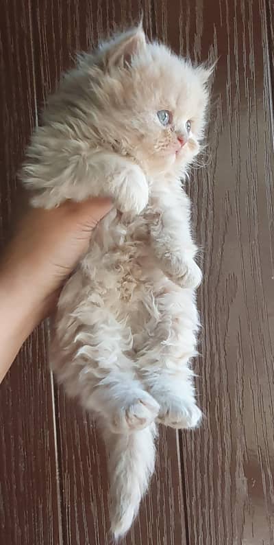 persian kittens for sale