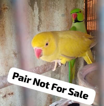 4 Olive Ringneck Chiks