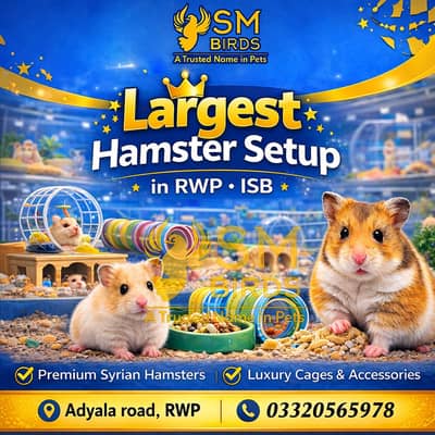 American Syrian Hamster