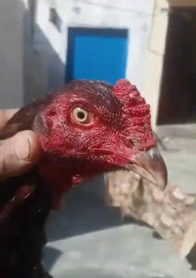 beautiful murgha for sale and exchange