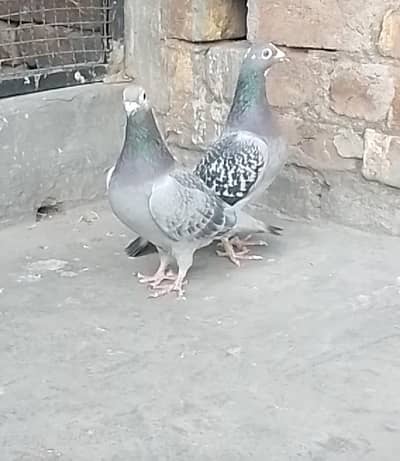 Qasad pigeons pair  for sale