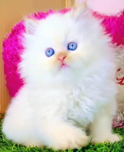 Persian female kitten for sale Persian 03445294131 Whatsapp number