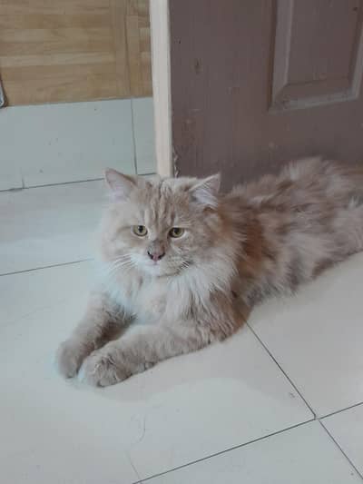 pure perisan male cat carmel color