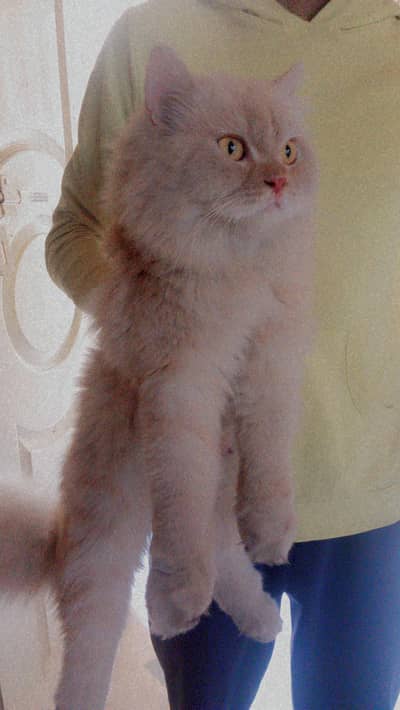 meeting ka lia ready