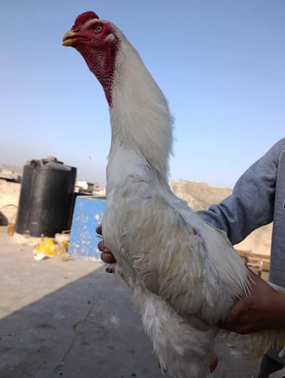 Top quality german o shamo