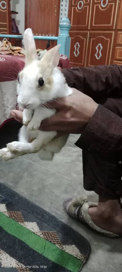 Rabbit for sale Female h  jis ko bhi Lani h inbox rabta kare