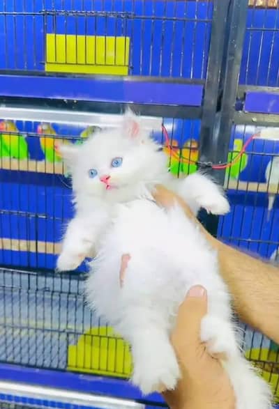 Persian female kitten for sale Persian 03445294131 Whatsapp number
